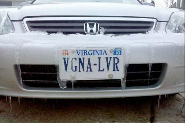 Vgna Lvr1