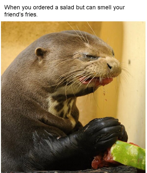 Fry Otter