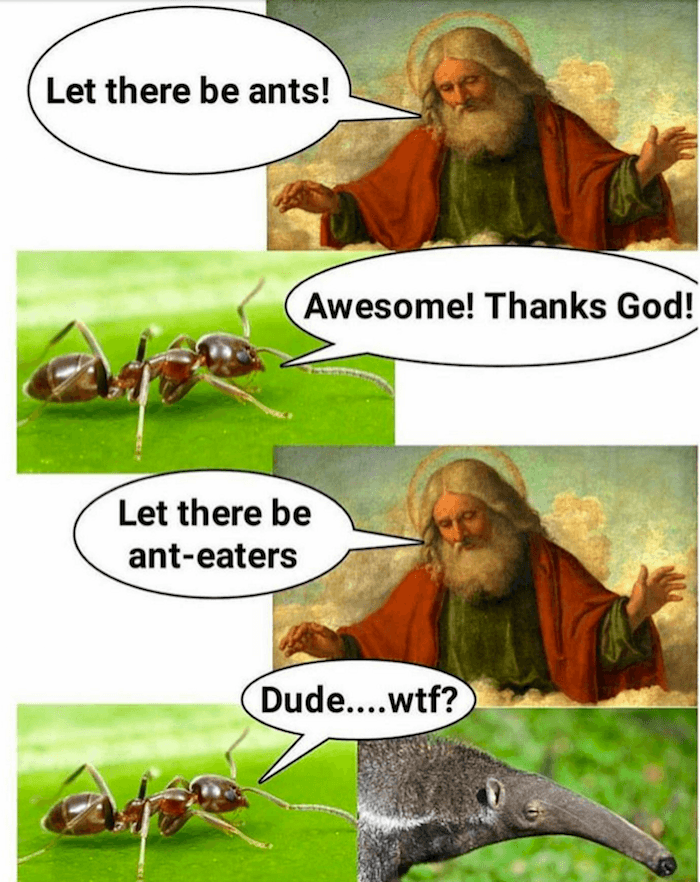 Let There Be Ants