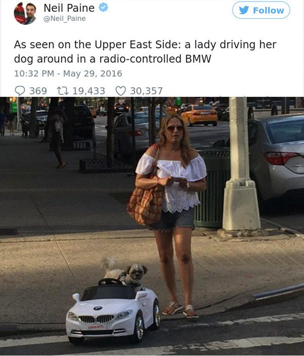 Bmw Dog