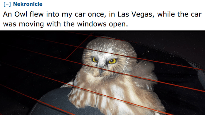 Car Owl