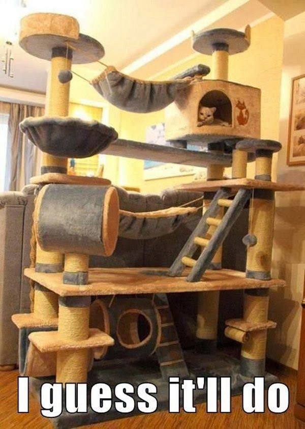 Cat Fort