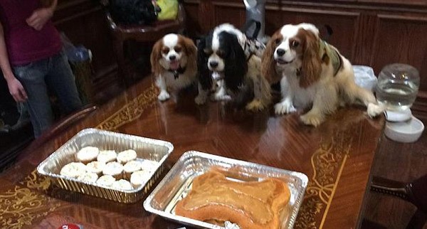 Dog Birthday