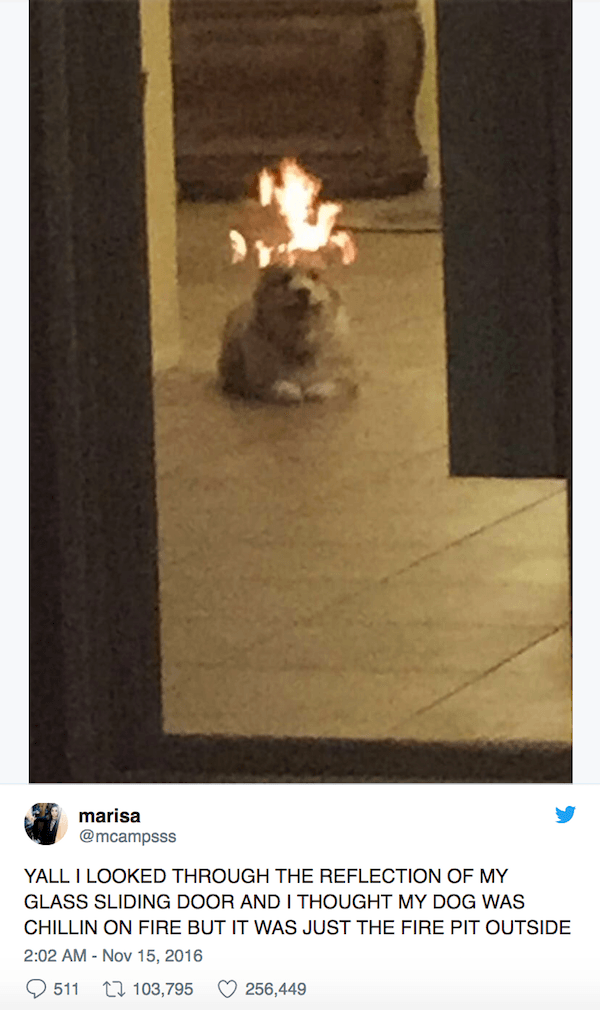 Dog On Fire