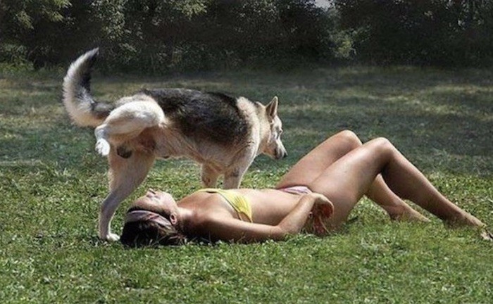 Dog Sunbathing