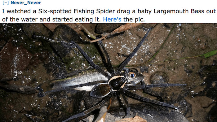 Fish Spider