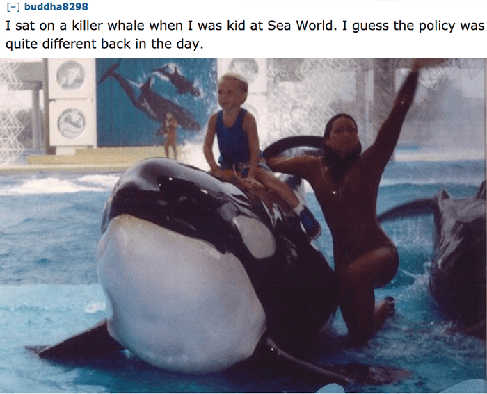 Killer Whale Sea World