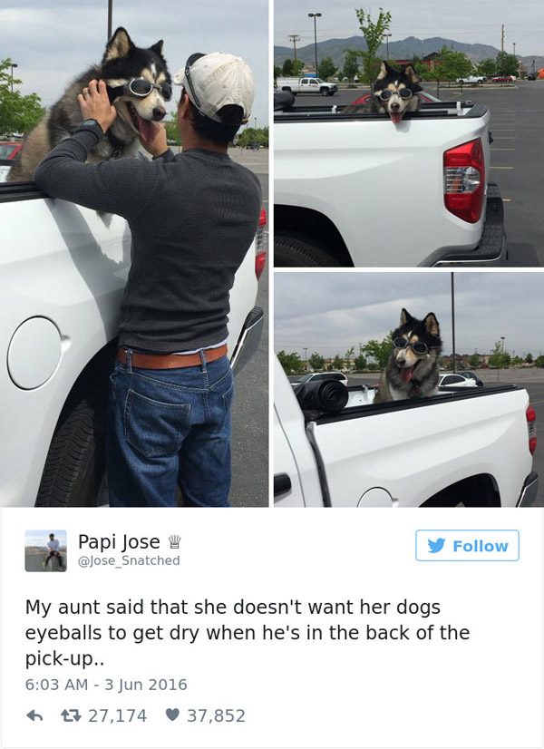 Pickup Dog