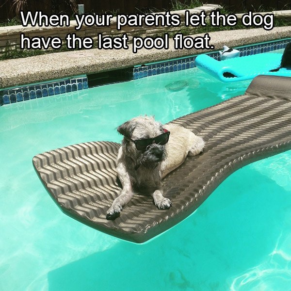Pool Dog
