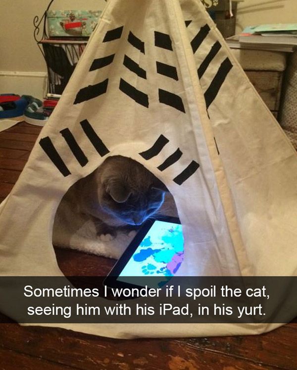 Yurt Cat